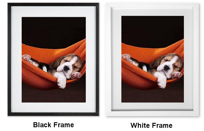 Dog In Hammock Framed Print